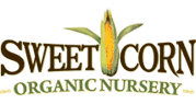 Sweet Corn Organic Nursery