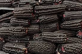 Blue Shamus Heirloom Corn Seed