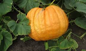 Atlantic Giant Heirloom Pumpkin Seed