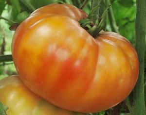Big Rainbow Heirloom Tomato Seed