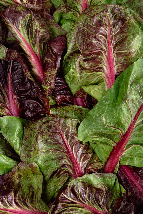 Bull's Blood Heirloom Beet Seed