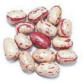 Cranberry-Anasazi Bush Heirloom Bean Seed