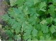 Dark Green Flat Italian Parsley Heirloom Certified- Herb Seed