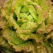 Drunken Women Heirloom Certified- Lettuce Seed