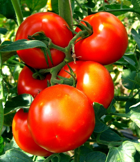 Early Pick Tomato Seed