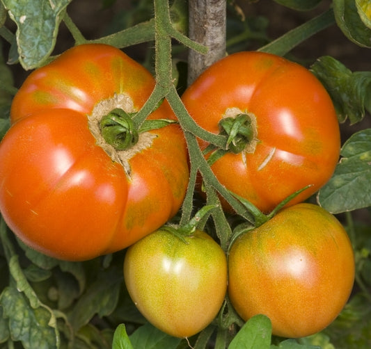 German Giant Heirloom Tomato Seed – Sweet Corn Organic Nursery