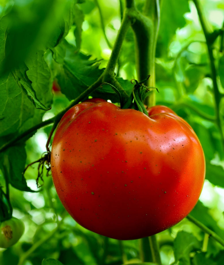 Heinz 1350 Heirloom Certified-Organic Tomato Seed – Sweet Corn