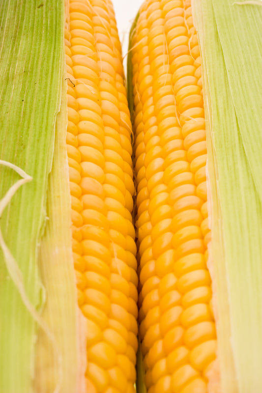 Honey Select Corn Seed – Sweet Corn Organic Nursery