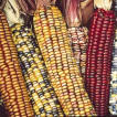 indian corn seeds for planting Indian Heirloom Corn Seed – Sweet Corn Organic Nursery