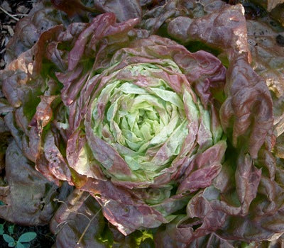 Mervielle des Quatre Saisons Heirloom Lettuce Seed