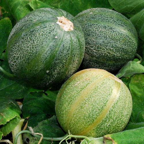 muskmelon seeds for planting Minnesota Midget Heirloom Muskmelon Seed – Sweet Corn Organic Nursery