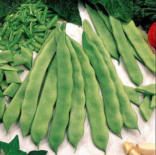 Mosaic Asparagus Heirloom Bean Seed