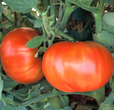 Pantano Heirloom Tomato Seed – Sweet Corn Organic Nursery