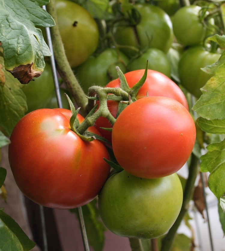 Peron Sprayless Heirloom Certified- Tomato Seed