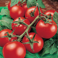 Porter Heirloom Tomato Seed