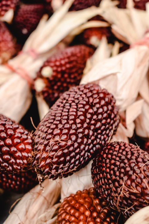 Bloody Butcher Heirloom Corn Seed