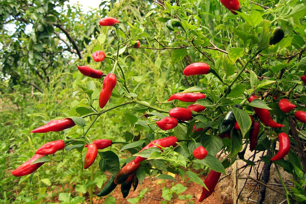 Royal Black Heirloom Certified-Pepper Seed