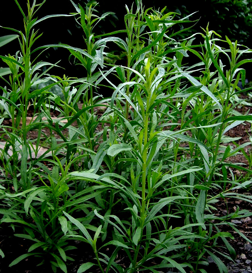 tarragon seeds for planting Russian Tarragon Heirloom Herb Seed – Sweet Corn Organic Nursery