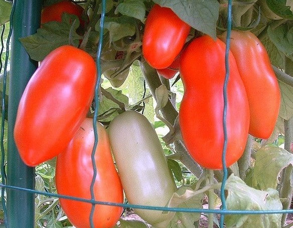 planting san marzano tomato seeds San Marzano Nano Heirloom Tomato Seed – Sweet Corn Organic Nursery