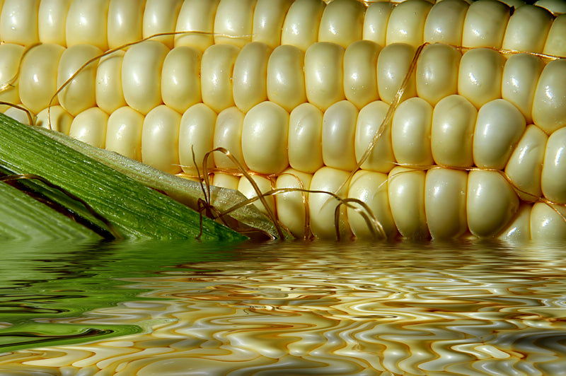planting silver queen corn seeds Silver Queen Corn Seed