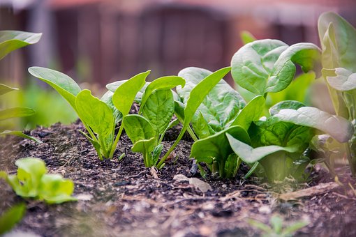 spinach seeds on plant Bloomsdale Heirloom Certified-Organic Spinach Seed – Sweet Corn Organic Nursery