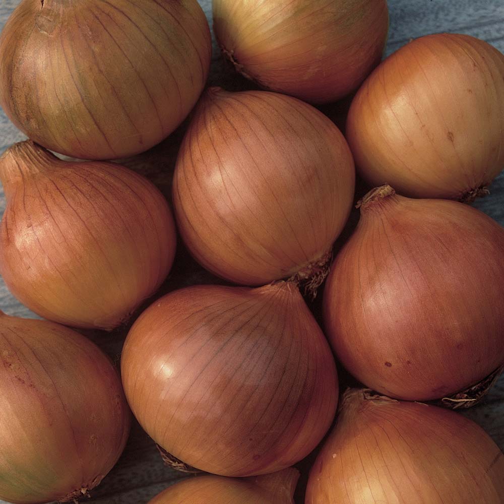 Sturon Heirloom Certified-Organic Onion Seed – Sweet Corn Organic Nursery