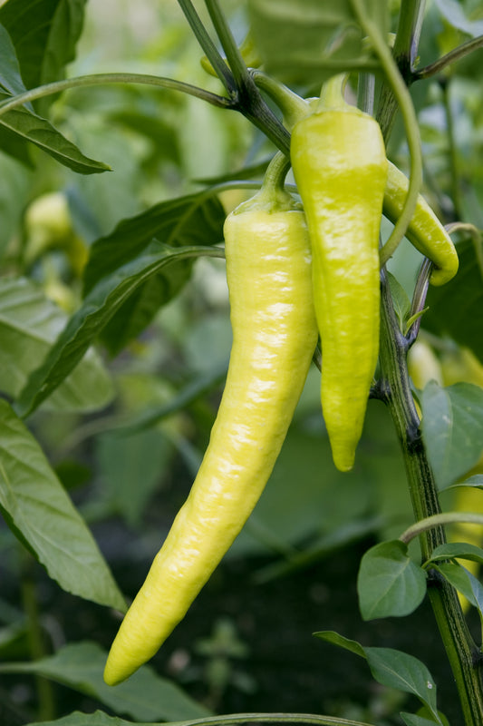 Sweet Banana Heirloom Pepper Seed – Sweet Corn Organic Nursery