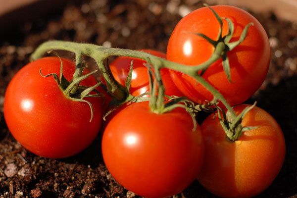 Sweet Cluster Tomato Seed – Sweet Corn Organic Nursery