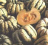 Sweet Dumpling Heirloom Squash Seed