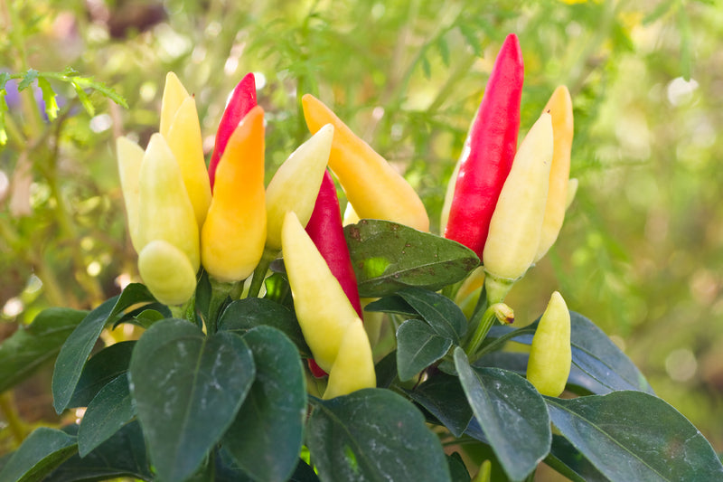 Tabasco Heirloom Pepper Seed