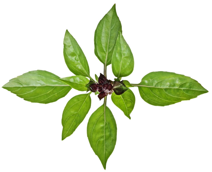 thai basil plant seeds Thai Basil Heirloom Herb Seed – Sweet Corn Organic Nursery