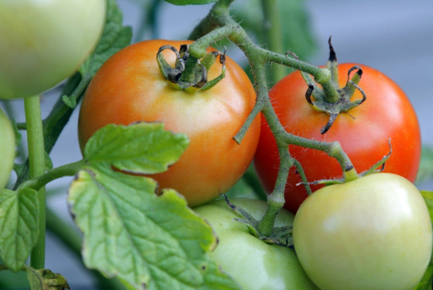 Tropic Heirloom Certified- Tomato Seed