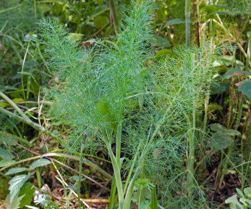buy fennel seeds to plant Wild Fennel Heirloom Herb Seed