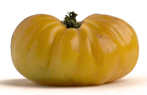 Yellow Brandywine (Platfoot Strain) Heirloom Certified-Organic Tomato Seed  – Sweet Corn Organic Nursery