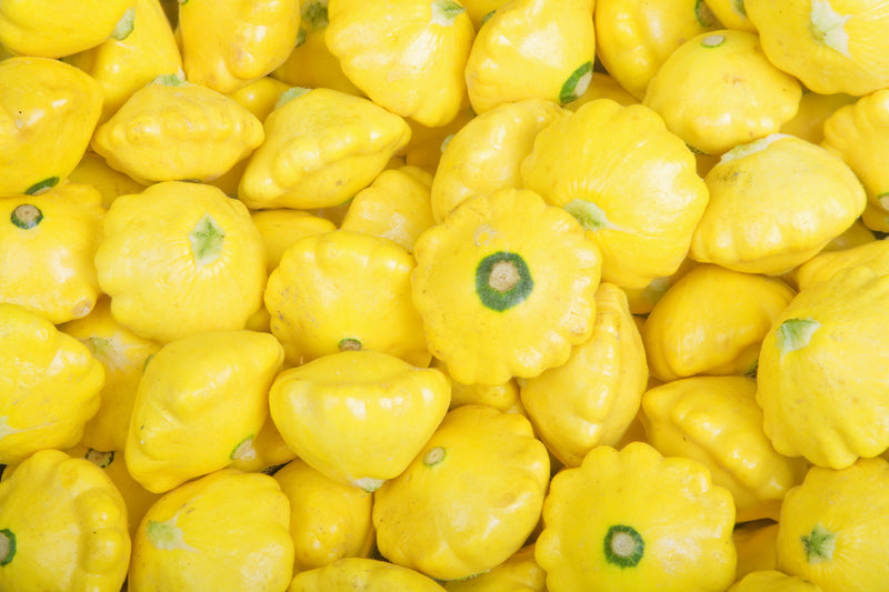 Yellow Patty Pan Sunburst Squash Seed