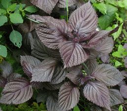 perilla seeds for planting Zi Su (Purple) Perilla Heirloom Herb Seed – Sweet Corn Organic Nursery