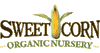 Sweet Corn Organic Nursery