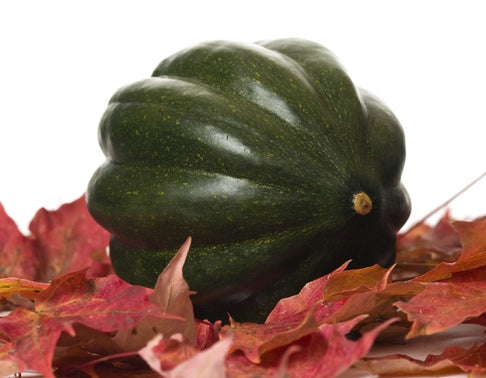 Acorn Queen Heirloom Certified- Squash Seed