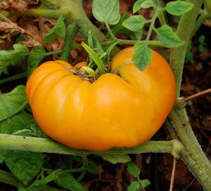 Amana Orange Heirloom Certified- Tomato Seed