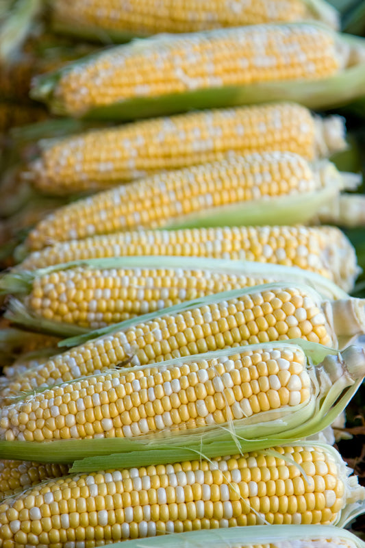 Ambrosia Corn Seed