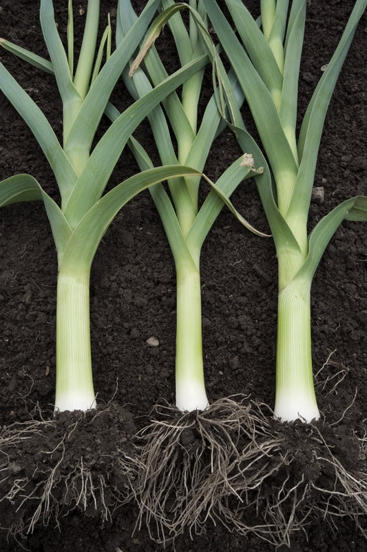 Leeks