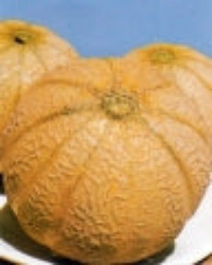 Arancino Heirloom Melon Seed