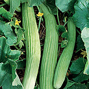 Armenian Yardlong Heirloom Certified- Cucumber Seed