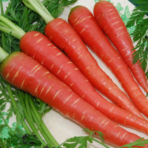 Atomic Red Heirloom Carrot Seed