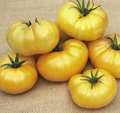 Azoychka Heirloom Tomato Seed