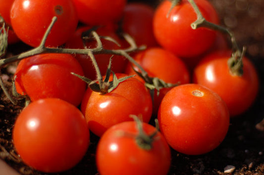 Big Cherry Heirloom Tomato Seed