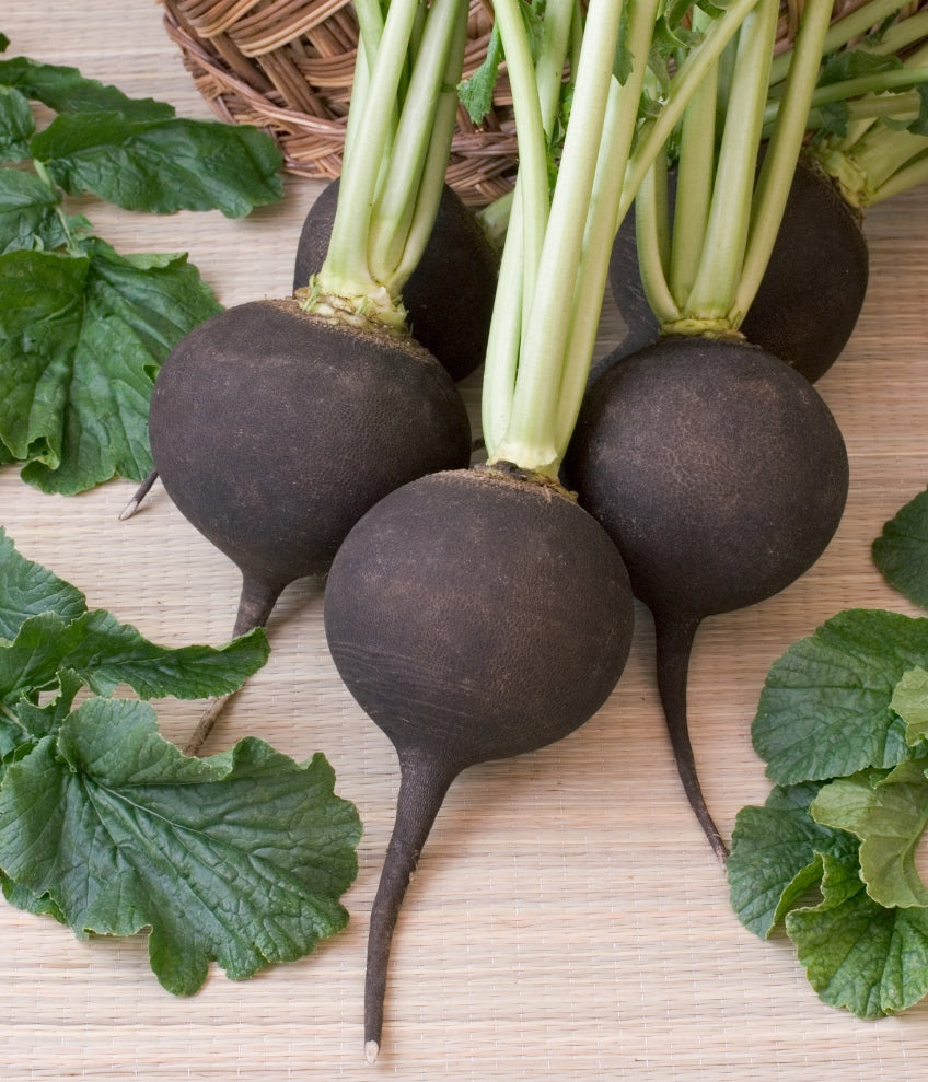 Black Spanish Round Heirloom Certified- Radish Seed