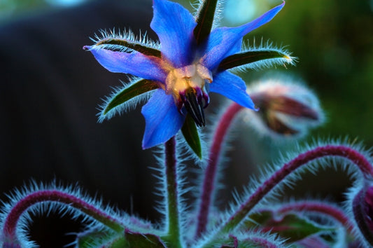 Borage Heirloom Herb Seed