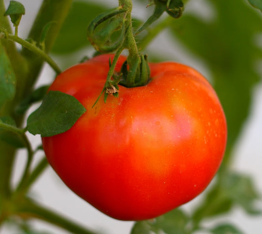 Brimmer Heirloom Certified- Tomato Seed