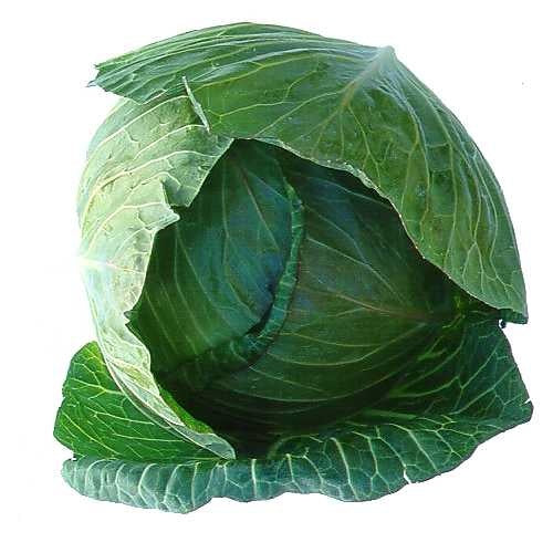 Brunswick Heirloom Cabbage Seed